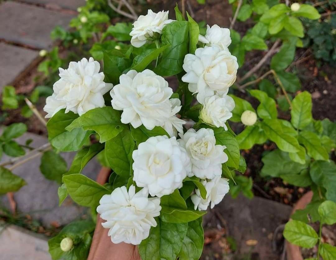 Rumpun perdu tanaman melati putih (Jasminum sambac) mekar lebat di halaman rumah tradisional beratap joglo.