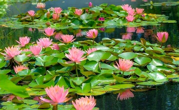 Tiga tangkai teratai berdampingan dalam satu kolam memperlihatkan kuncup hijau tertutup, kuntum mulai membuka kelopak, dan bunga mekar sempurna dengan benang sari emas.