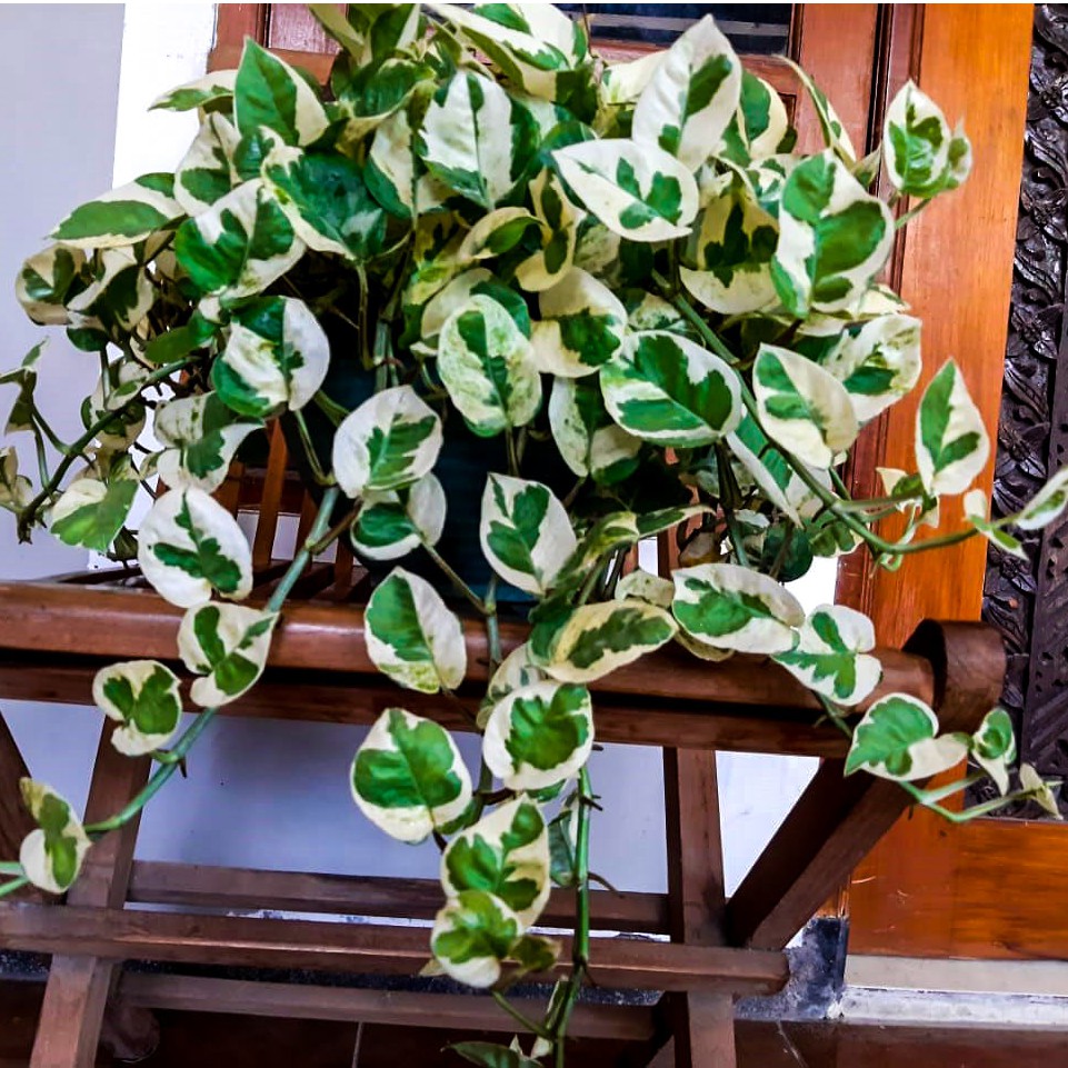 Pot gantung berisi puluhan sulur sirih gading jenis Golden Pothos dan Marble Queen yang rimbun menjuntai menutupi sisi dinding teras.