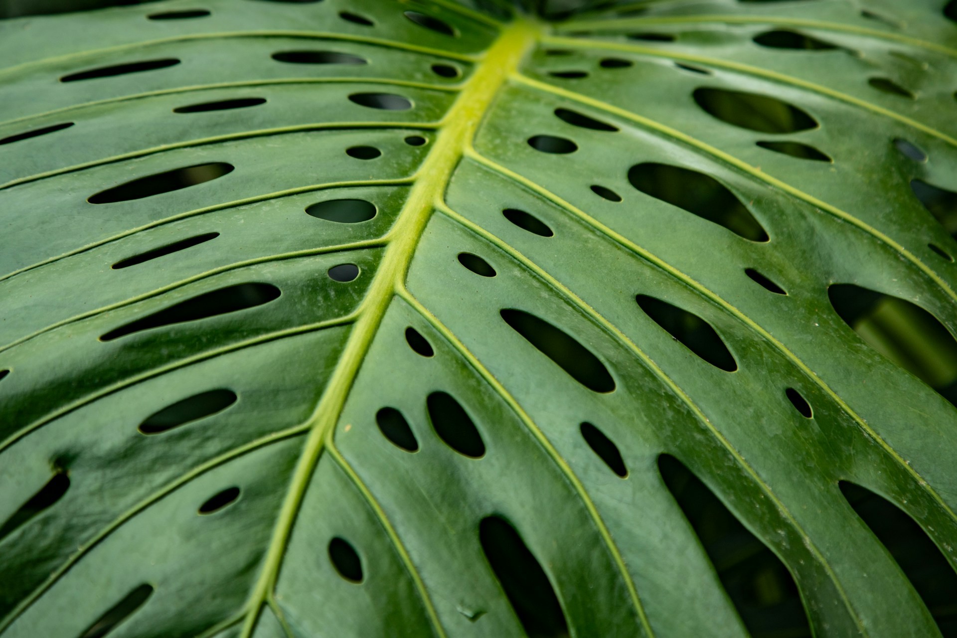 Perbandingan visual daun Monstera muda yang masih berbentuk hati utuh dengan daun Monstera dewasa yang memiliki torehan lubang fenestrasi ganda.