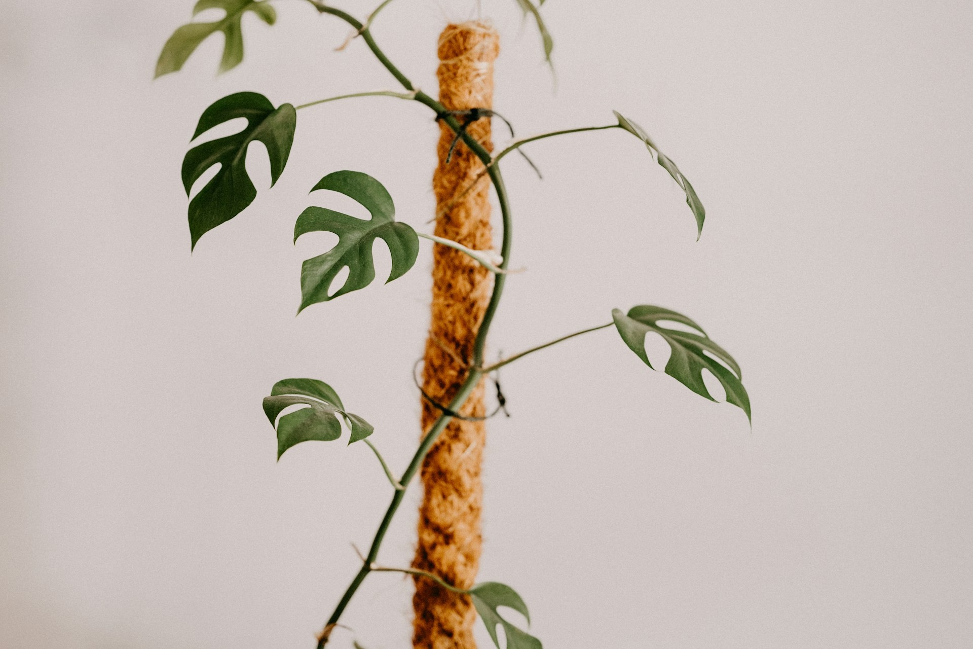 Tangan sedang mengikat batang rimpang Monstera ke tiang turus lumut sphagnum menggunakan velcro strap tanaman yang fleksibel.