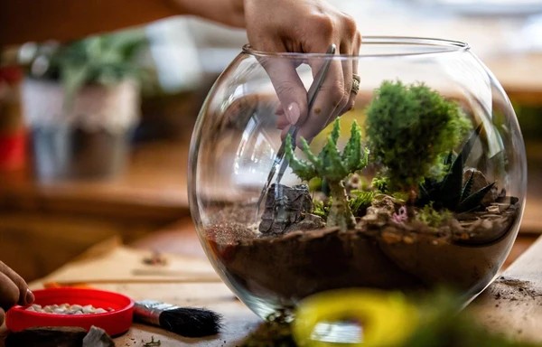 Tangan perajin menggunakan pinset tanaman panjang memasukkan rumpun Fittonia berdaun merah muda kecil ke dalam ceruk tanah terarium.