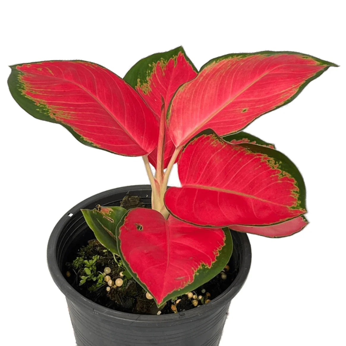 Satu pot Aglaonema Suksom Jaipong dengan helai daun didominasi warna merah cabai solid dengan garis tepi hijau tipis di sekelilingnya.
