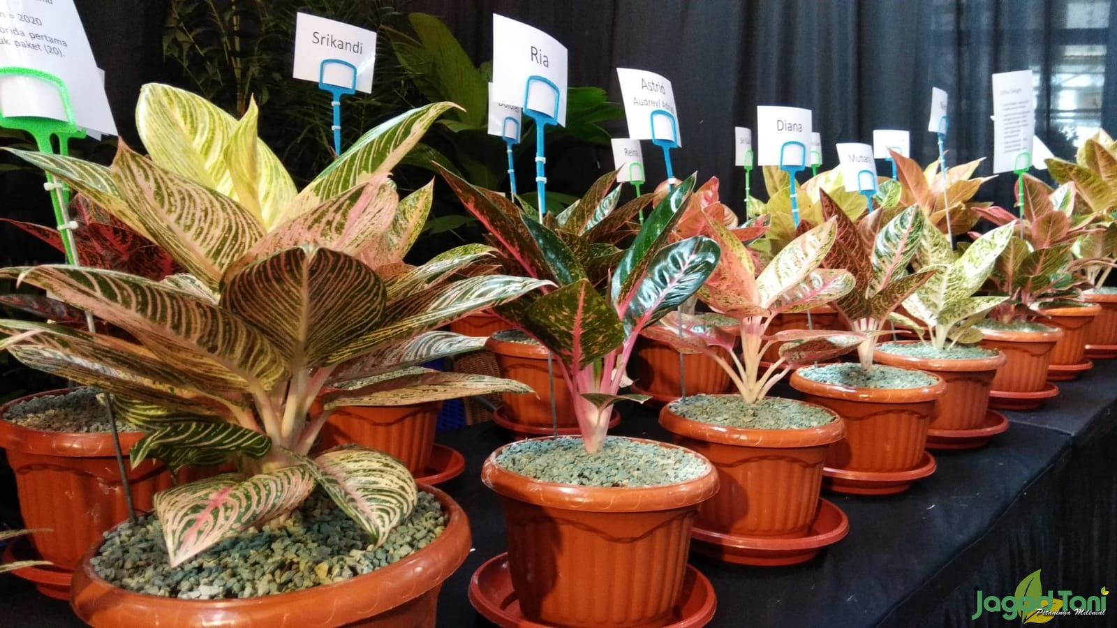 Helai daun Aglaonema Pride of Sumatra yang memamerkan perpaduan warna hijau gelap, tulang daun merah muda cerah, dan punggung daun merah marun keunguan.