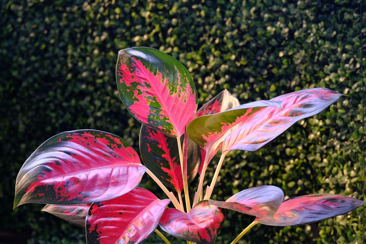 Foto berdampingan Aglaonema Tiara berdaun corak merah muda bintik putih dan Aglaonema Kochin dengan nuansa warna tembaga kecokelatan yang lembut.