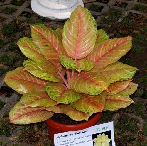 Aglaonema Khanza berdaun ramping dengan tulang daun merah muda neon menyala di atas rak kaca khusus bertanda sertifikat bibit kolektor.