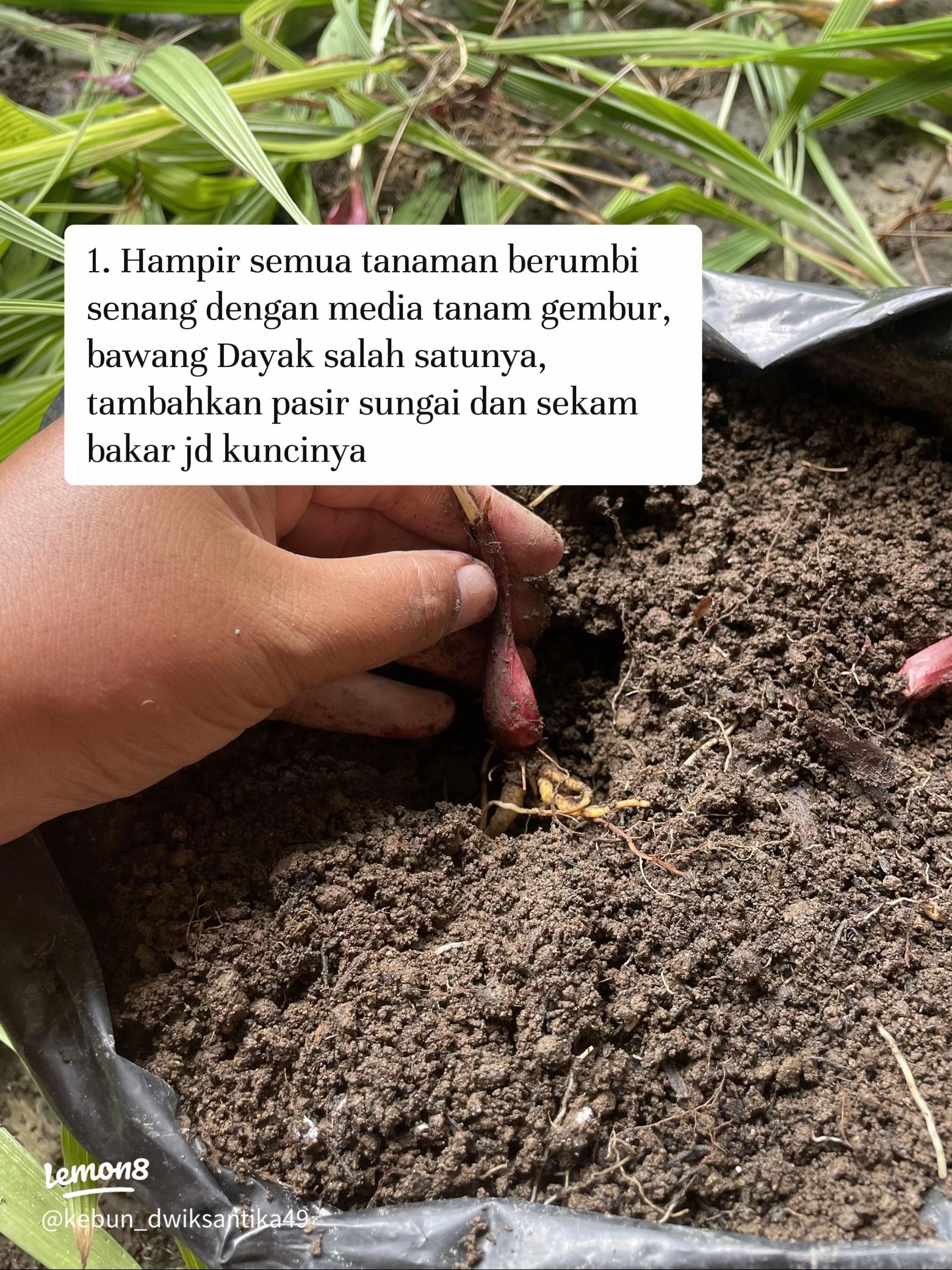 Pemeriksaan bonggol rimpang akar Aglaonema putih bersih yang sehat saat proses repotting menggunakan media tanam campuran sekam bakar dan pasir malang.
