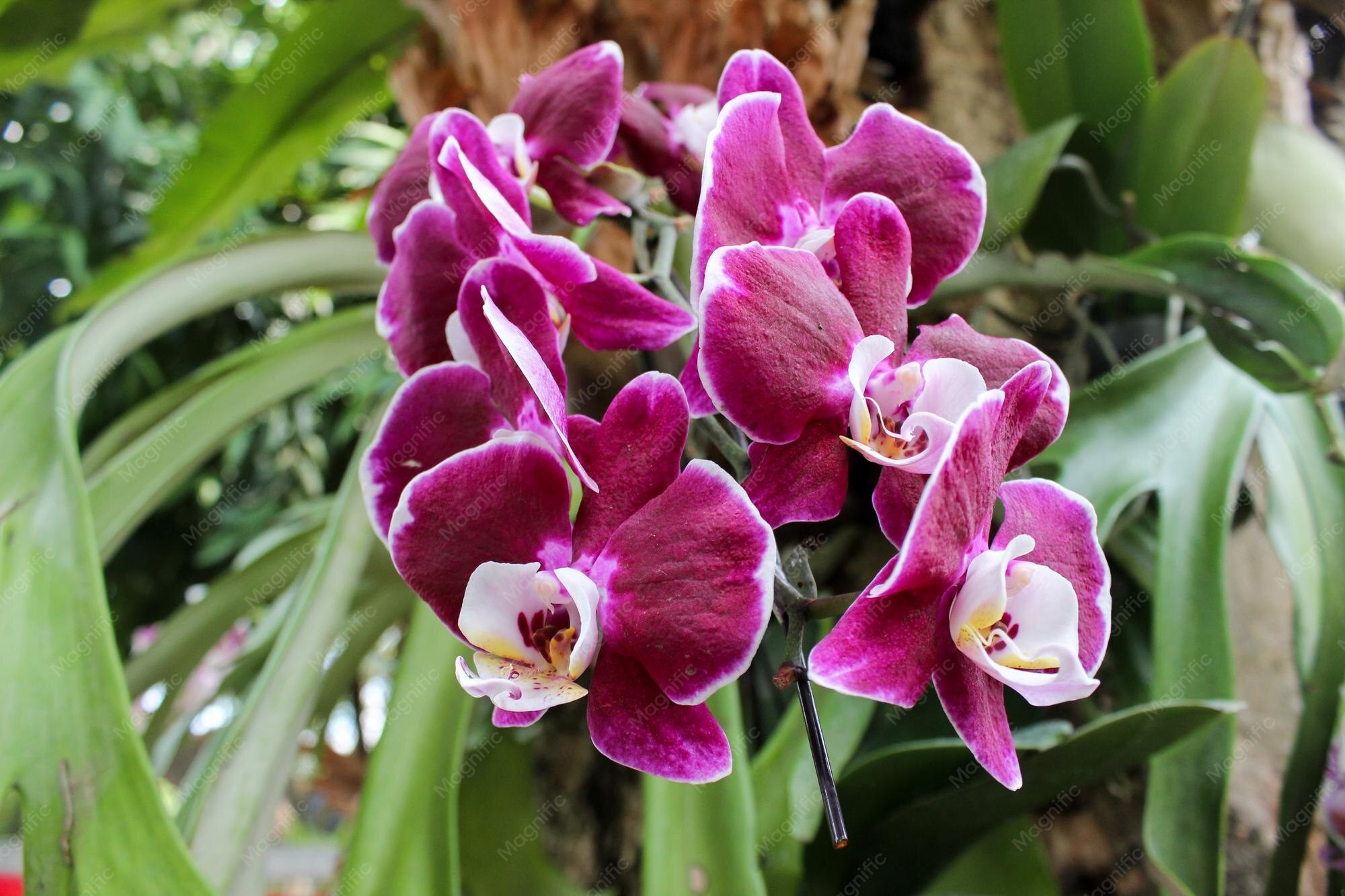 Tangkai bunga Anggrek Bulan lokal dengan kuntum bunga putih salju mekar sempurna bersusun simetris memperlihatkan bibir bunga (labellum) kuning keemasan.
