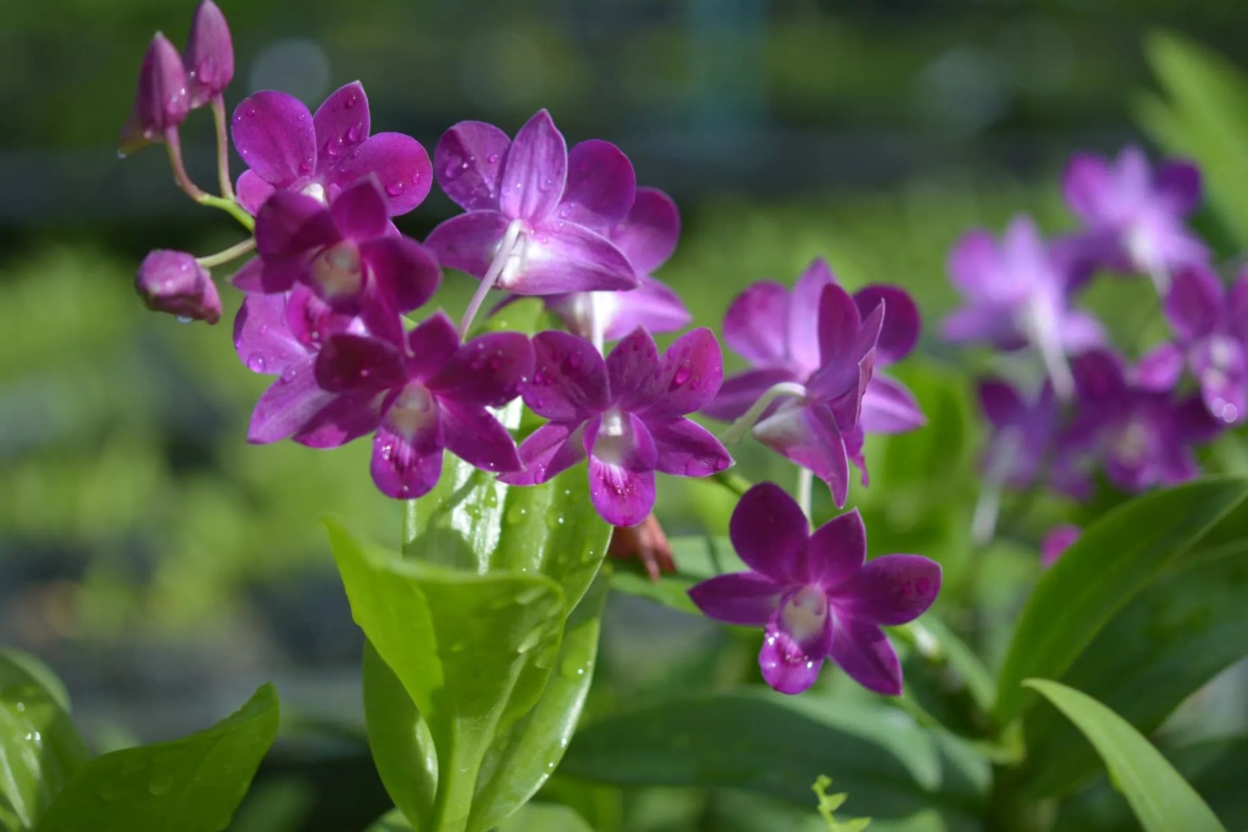 Rumpun batang pseudobulb Dendrobium dipenuhi untaian kuntum bunga ungu keunguan cerah tertempel kokoh pada lempeng pakis papan.