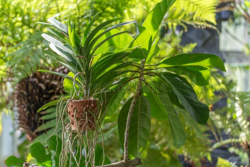 Anggrek Vanda digantung bebas dalam keranjang kawat kecil, memperlihatkan akar udara tebal keperakan yang menjuntai panjang menyerap embun.