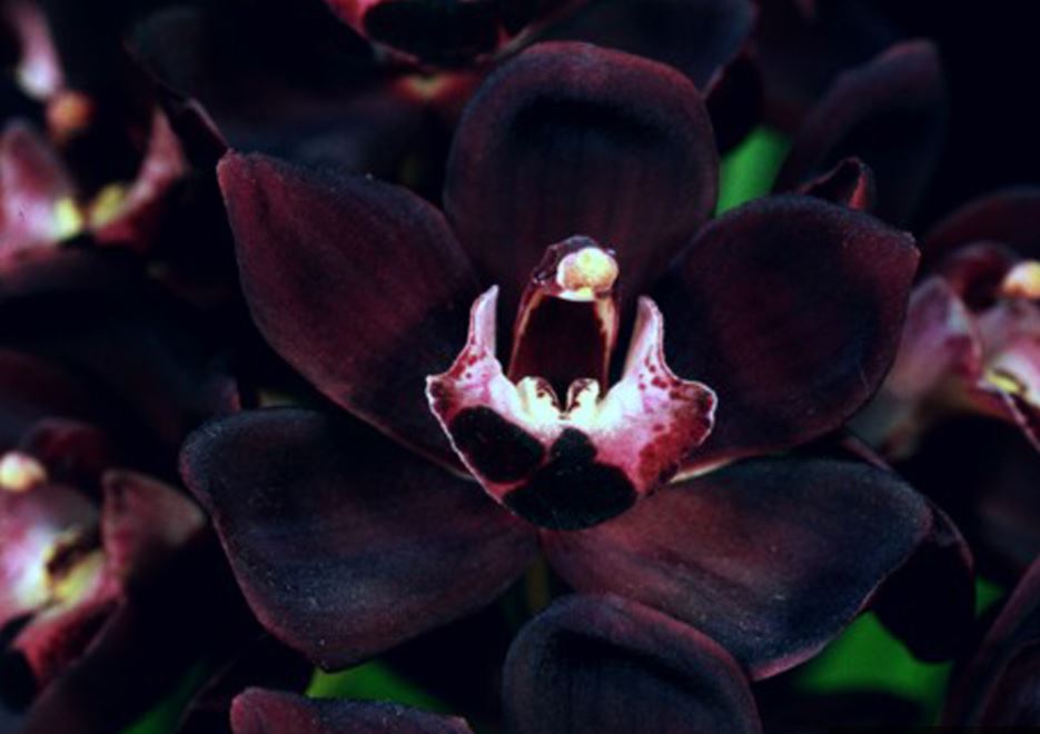 Kuntum bunga eksotis Anggrek Hitam dengan kelopak berwarna hijau muda cerah dan labellum hitam pekat berbeludru di bagian tengahnya.