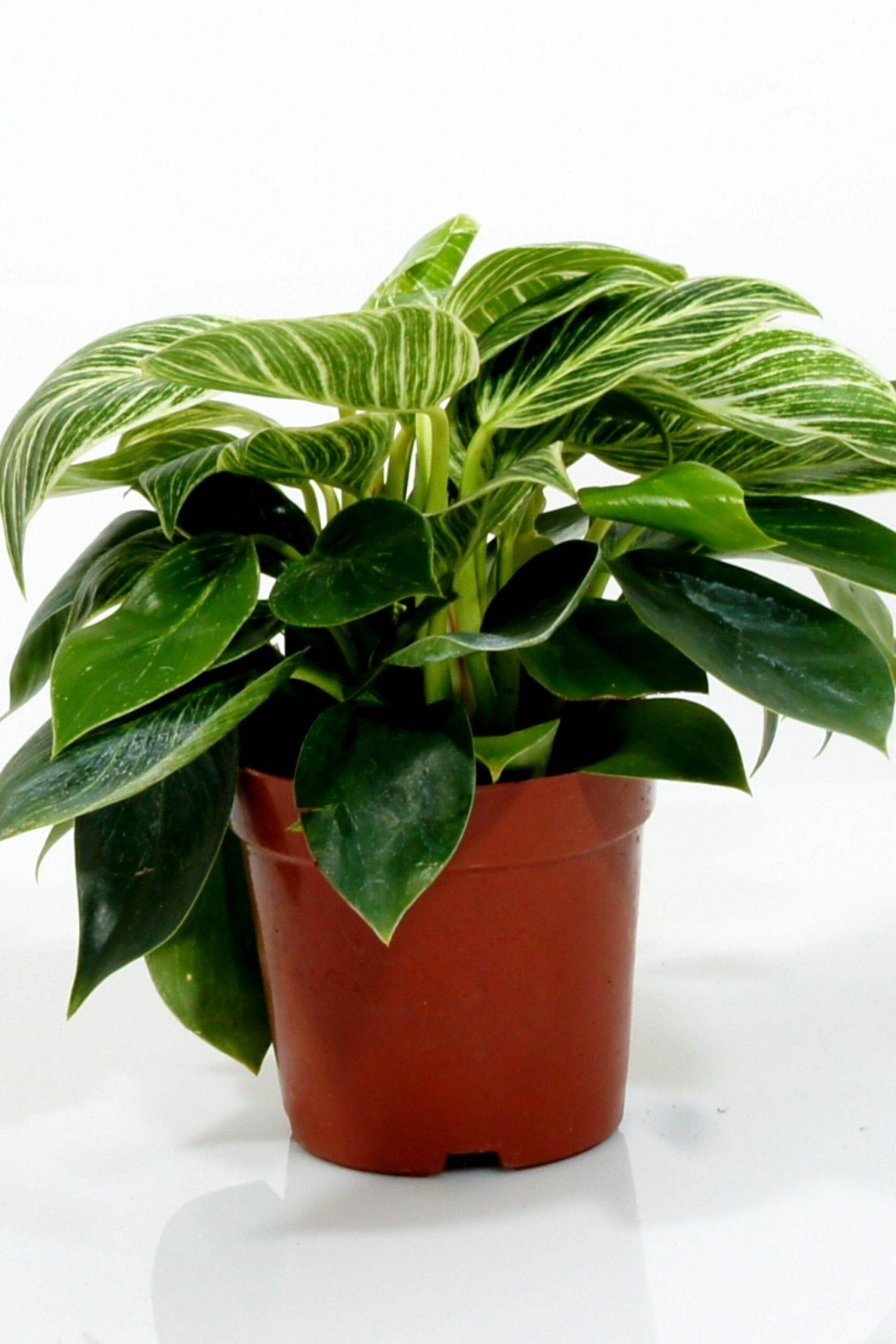 Close-up helai daun Philodendron Birkin yang memamerkan pola garis-garis putih tegas (pinstripe) di atas permukaan daun hijau gelap mengilap.