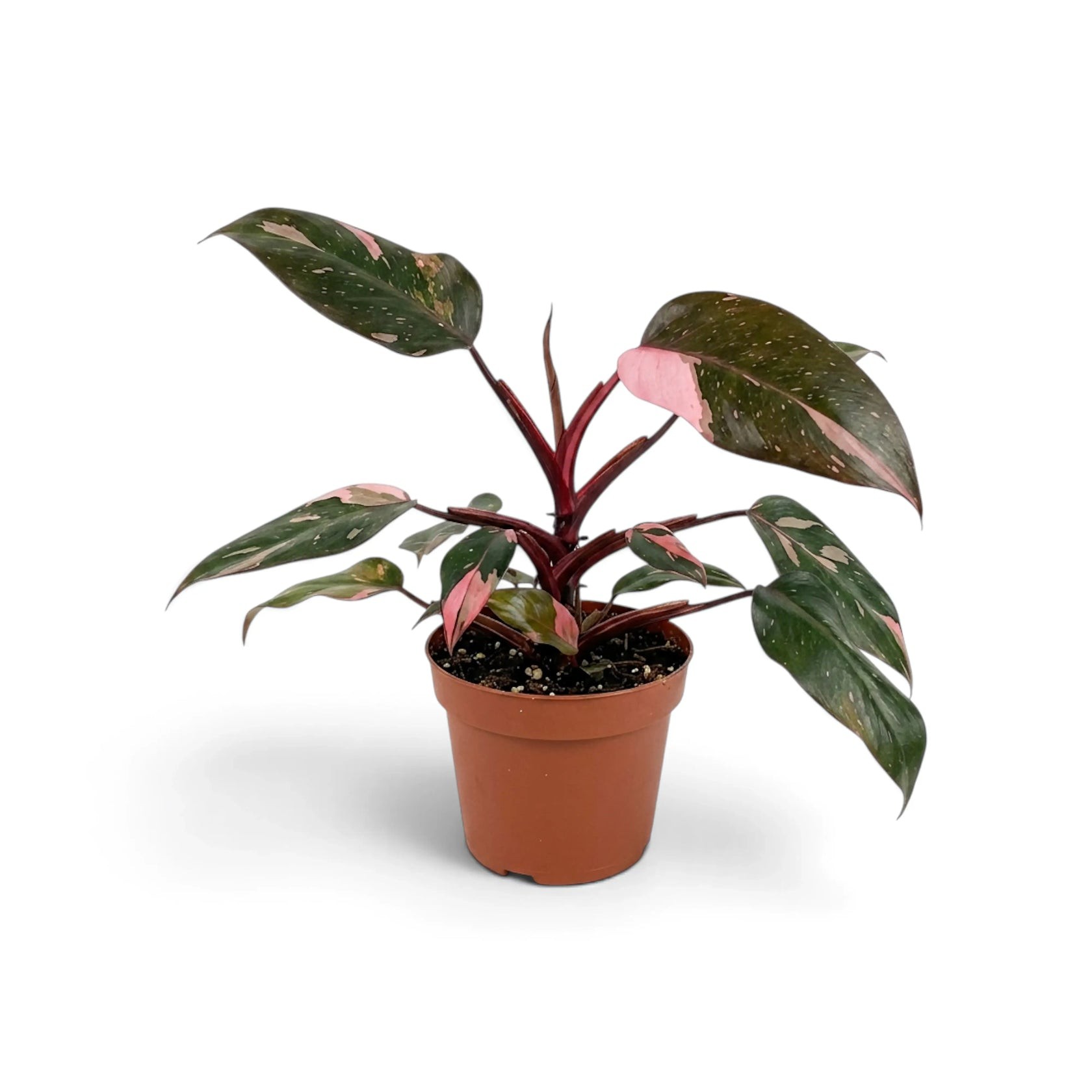 Satu pot Philodendron Pink Princess dengan helai daun bertoreh warna separuh merah muda cerah dan separuh hijau kehitaman.