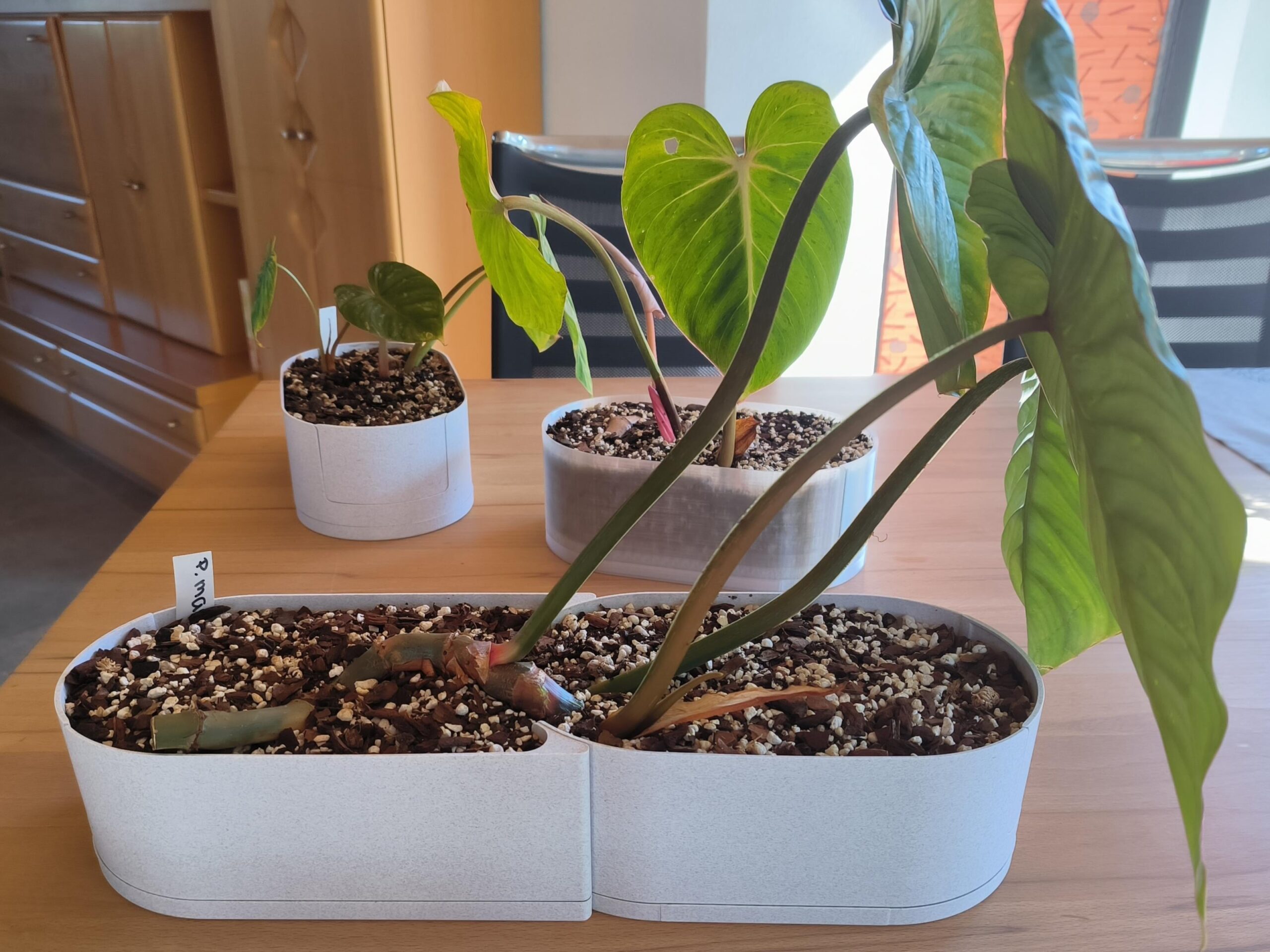 Philodendron Melanochrysum dewasa merambat tinggi pada tiang turus lumut, daun berbentuk hati memanjang dengan tekstur beludru gelap berkilau keemasan.