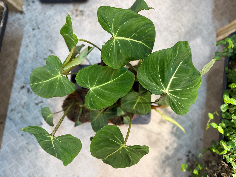 Tampak atas pot persegi panjang berisi Philodendron Gloriosum yang merayap horizontal di tanah dengan tulang daun putih perak menonjol.