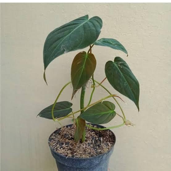Pot gantung berisi Philodendron Micans rimbun menjuntai, helai daun berukuran mungil dengan gradasi warna perunggu hingga hijau zaitun saat tertimpa cahaya.