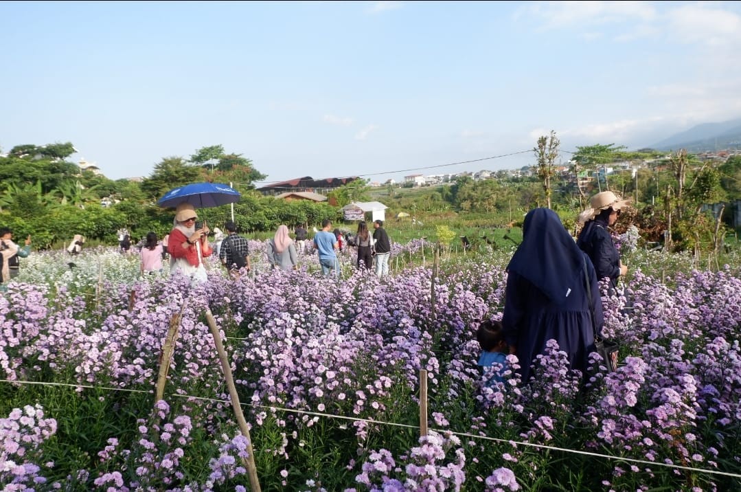 Wisatawan berjalan di pematang kebun di antara deretan rumpun bunga pikok setinggi pinggang yang sedang mekar serentak.