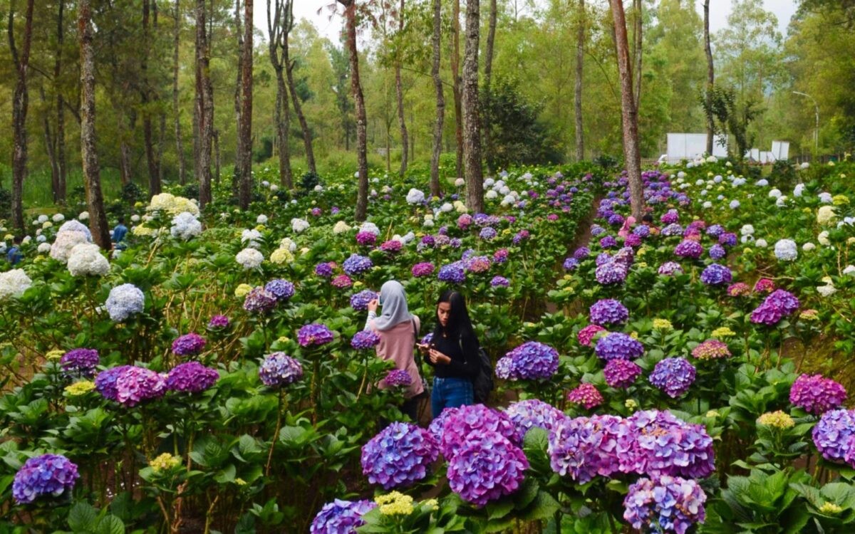 Pemandangan rumah kaca modern di Mitra Flora Nursery dengan koleksi anggrek dan tanaman indoor langka di kaki lereng bukit.