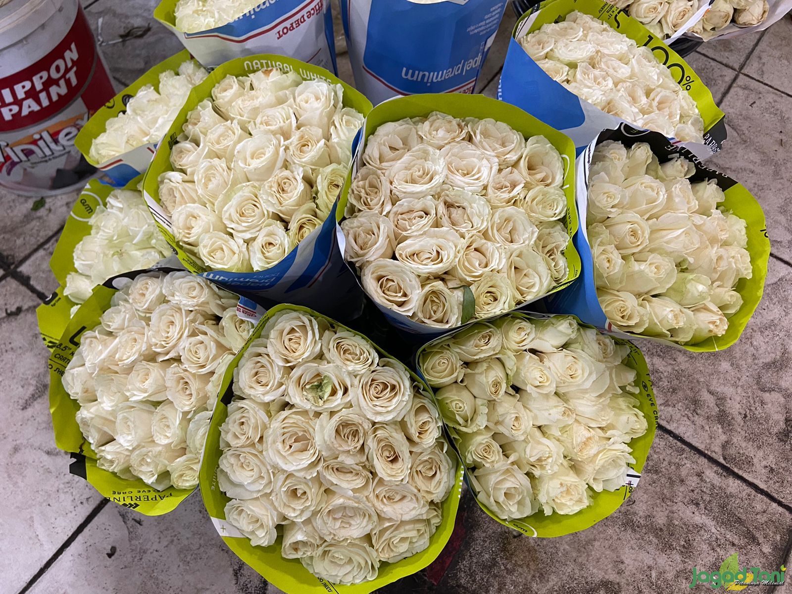Ikatan puluhan tangkai bunga pikok ungu segar dimasukkan ke dalam ember berisi air bersih di gudang penampungan petani.