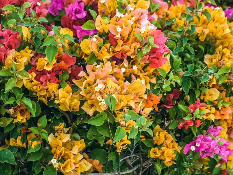 Perbandingan varietas bunga bougenville tumpuk (Hawaii) berwarna jingga-kemerahan dengan varietas variegata berdaun corak putih-hijau.
