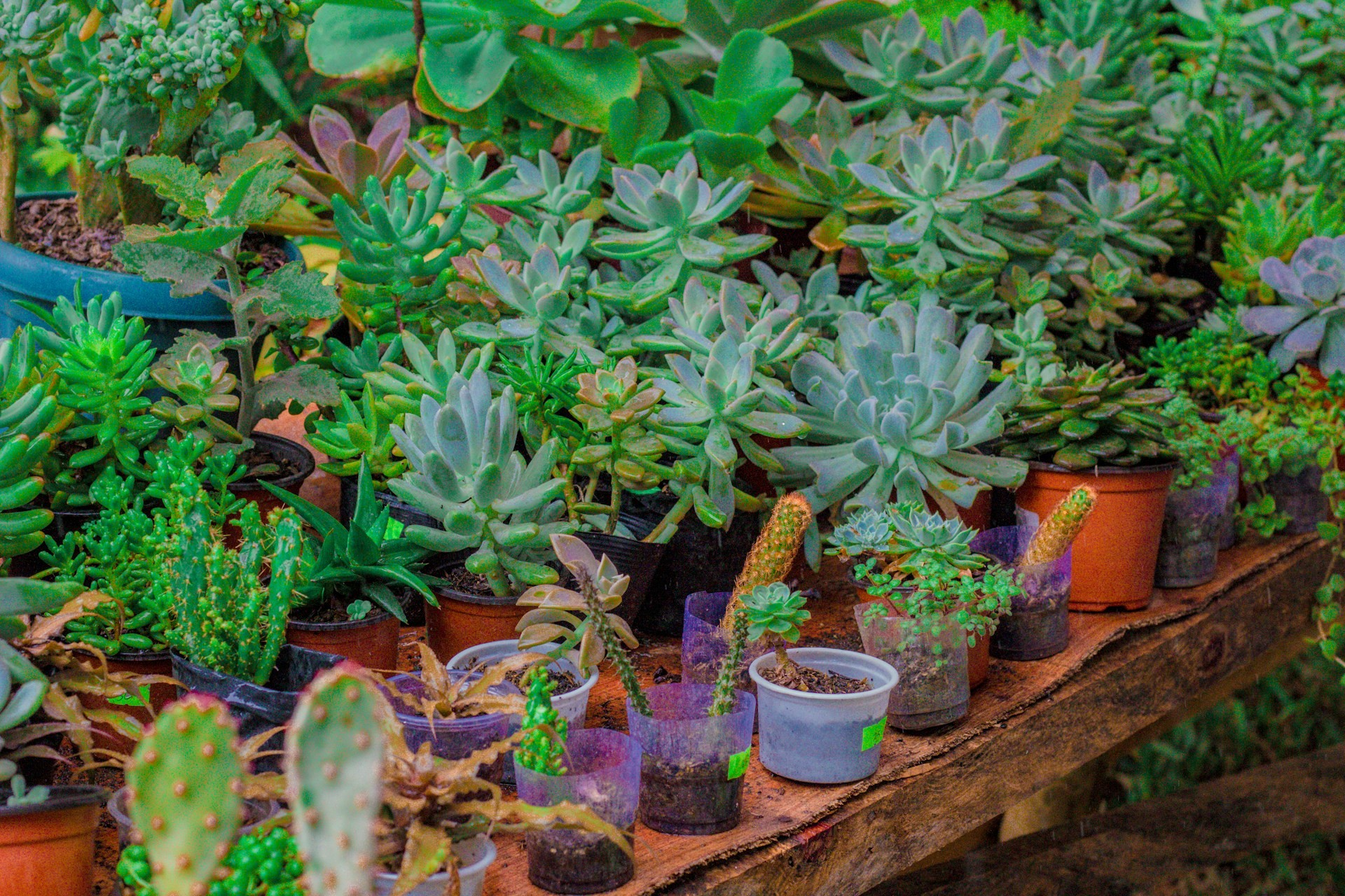 Deretan meja display kayu di kios Splendid yang memajang ratusan pot mini kaktus sukulen, pot gerabah glasir, dan pupuk organik kemasan.