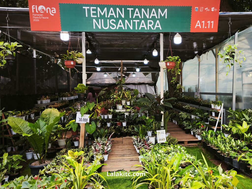 Pembeli memasukkan kardus berisi bibit tanaman hias yang telah dibungkus koran rapi ke dalam bagasi mobil.