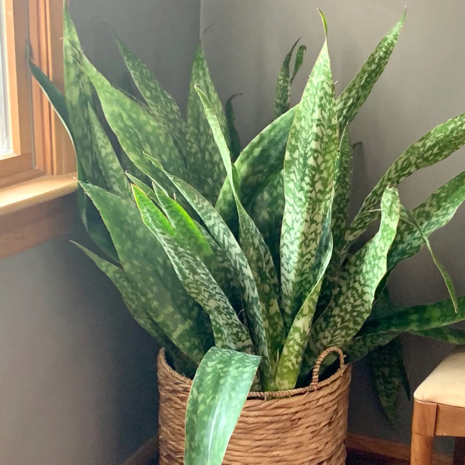 Tanaman Sansevieria trifasciata berdaun tegak kuning-hijau di dalam keranjang cover pot anyaman serat rami di samping meja sudut.