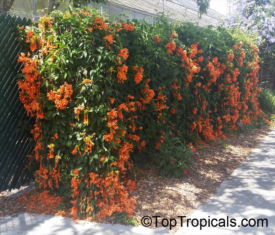 Pagar depan rumah berpagar tanaman Flame Vine (Pyrostegia venusta) yang mekar serentak dengan kaskade bunga jingga menyala.