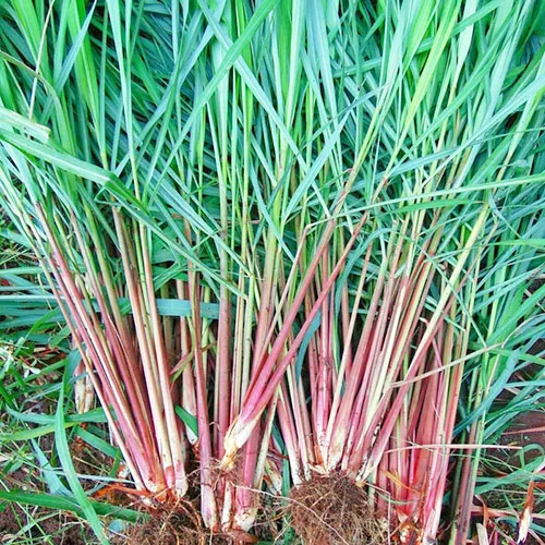 Rumpun daun serai wangi (Cymbopogon nardus) tumbuh subur di pot besar sudut taman depan rumah.