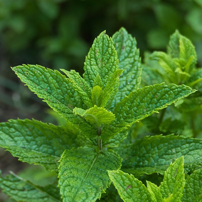 Daun peppermint segar bergerigi rimbun di pot gantung balkon rumah.