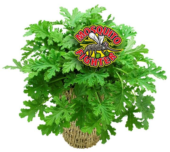 Tanaman Citrosa Geranium dengan daun bergelombang mekar di ambang jendela teras samping.